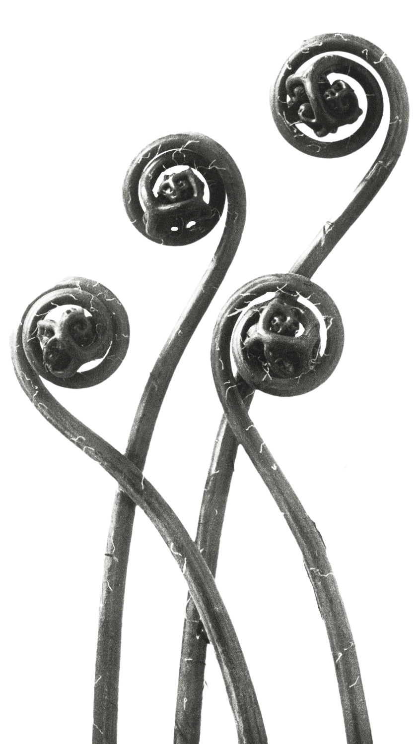 Unfurling fern fiddleheads used as a botanical design element on the Rising Sun Media About page.