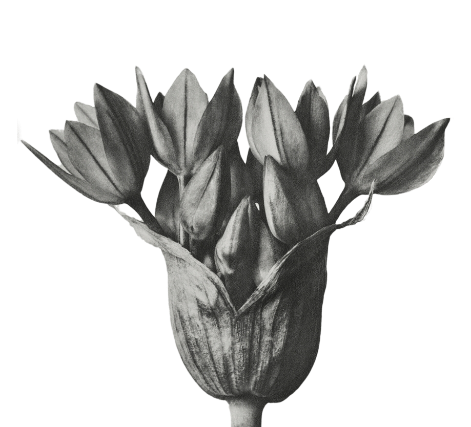 Vintage botanical illustration representing website repair and restoration services.