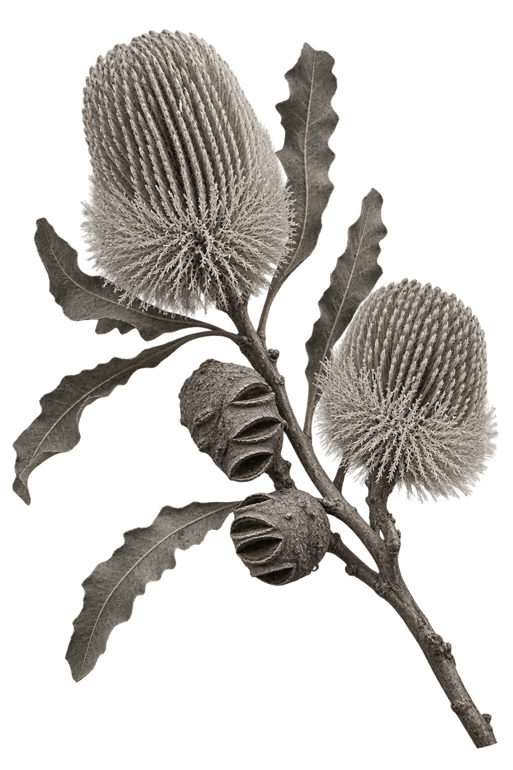 Black and white Banksia branch used as a botanical element on the Rising Sun Media Visual Storytelling page