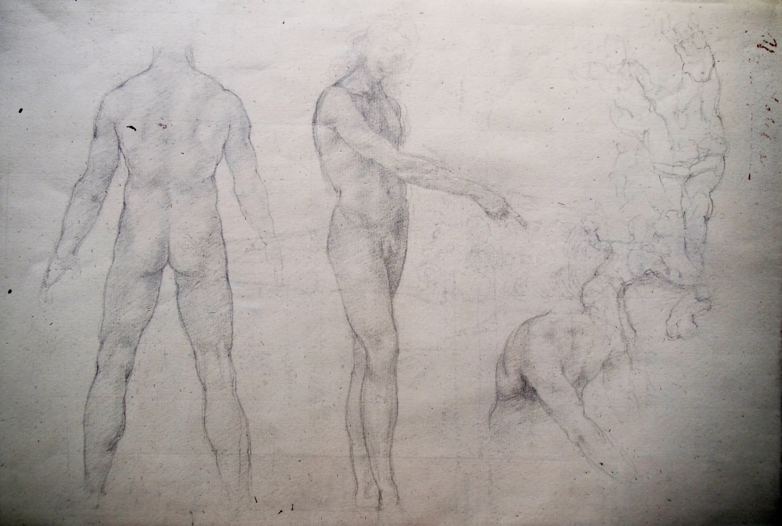 Anatomical Studies (after Leonardo)