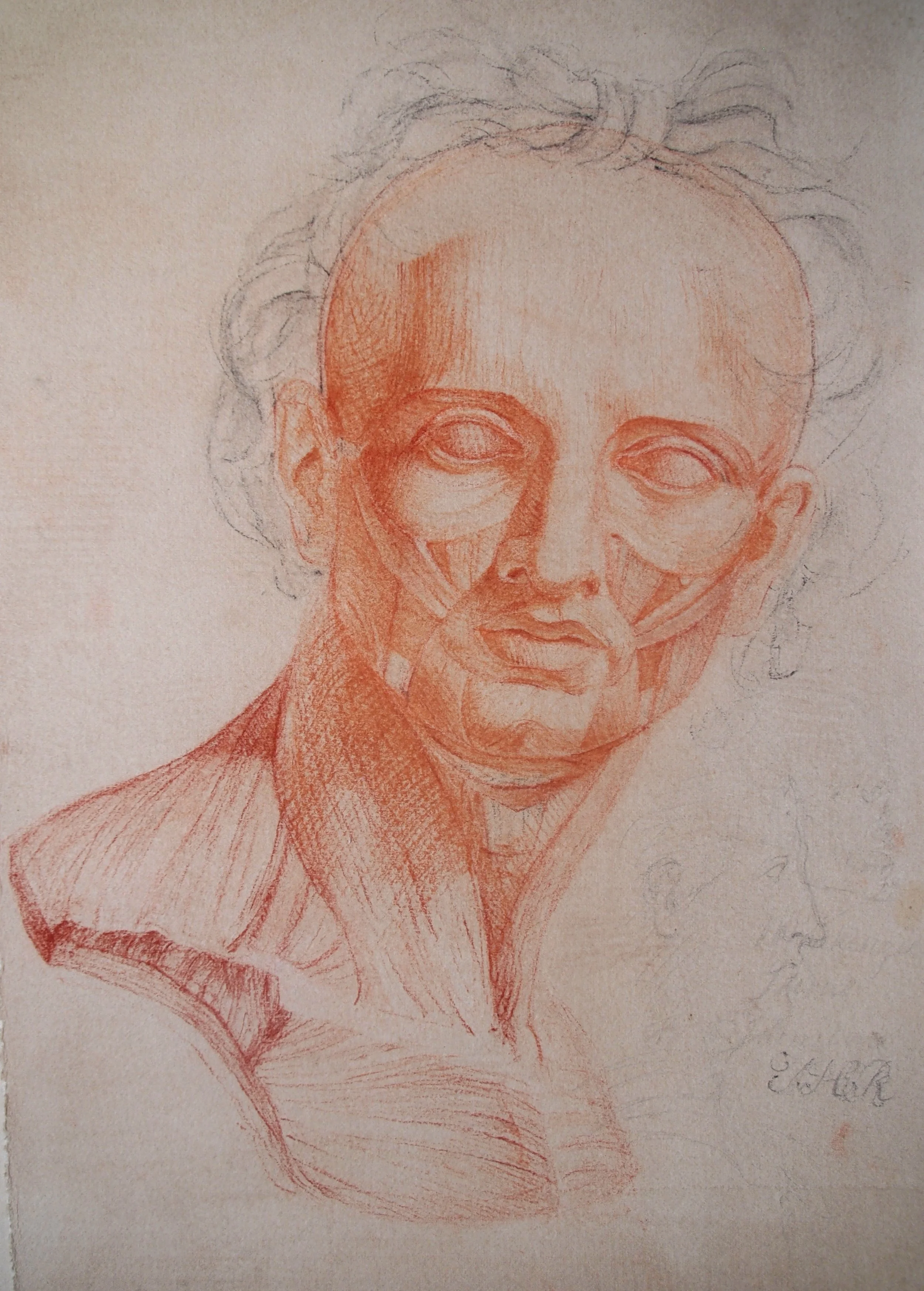 Ecorché of a Bust of the Apollo Belvedere (after a 19th century lithograph)