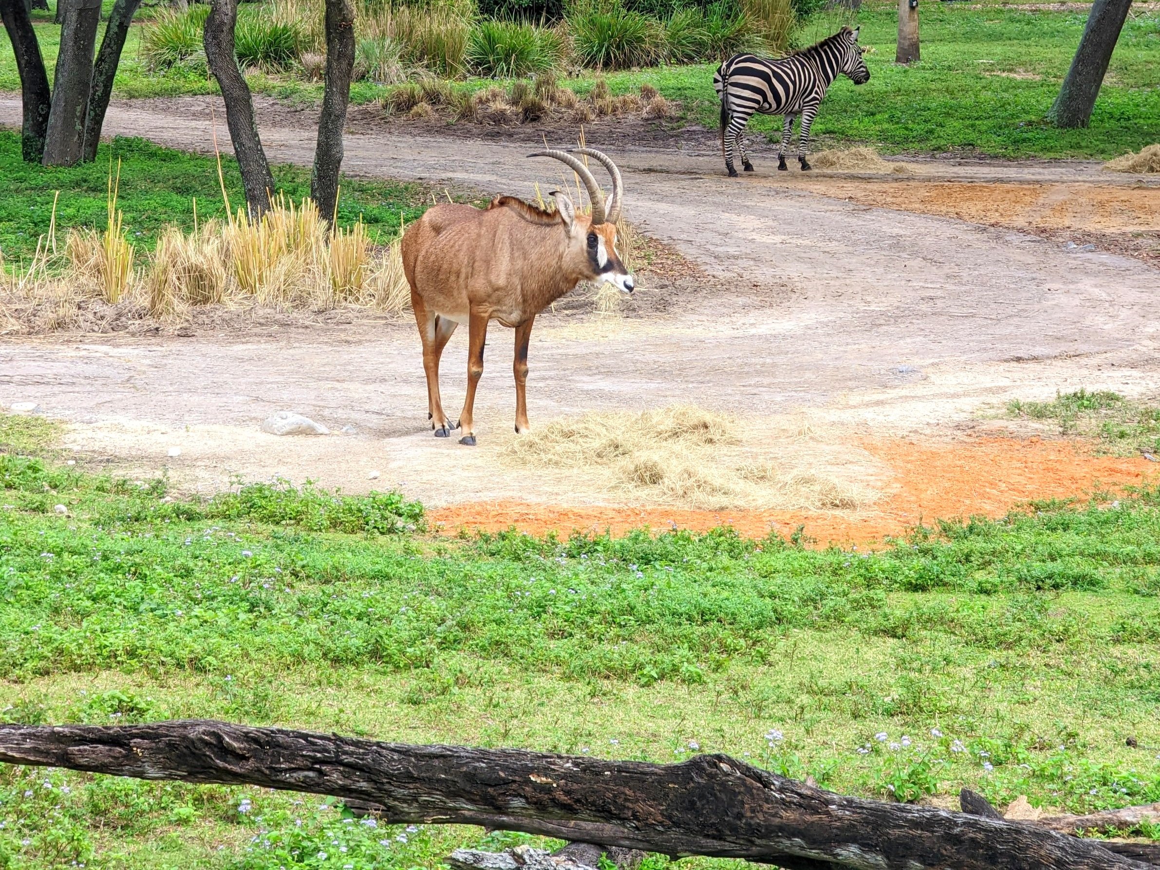 Disney's Animal Kingdom Lodge - Jambo House Resort Campfire Ranking