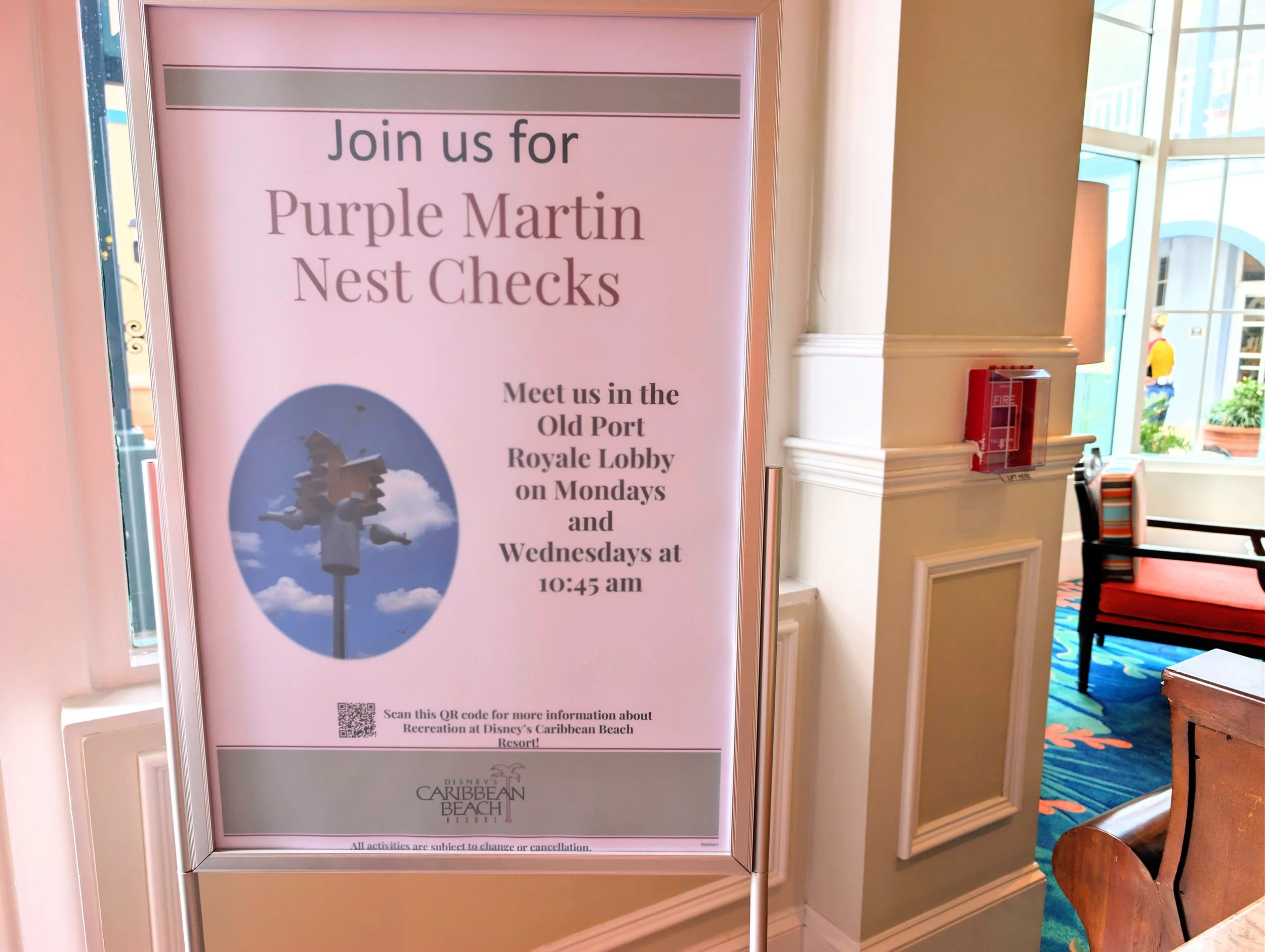 Disney's Caribbean Beach Resort Purple Martin Nest Checks Bird Activity