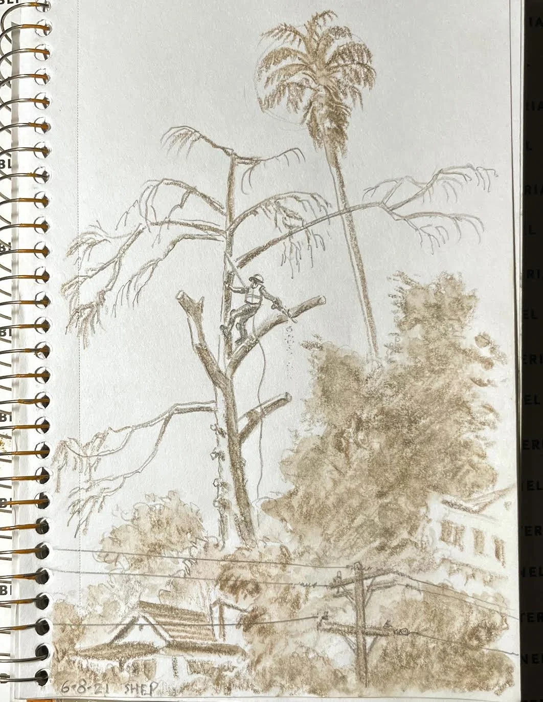 "Tree Guy" by Josh "Shep" Sheppard