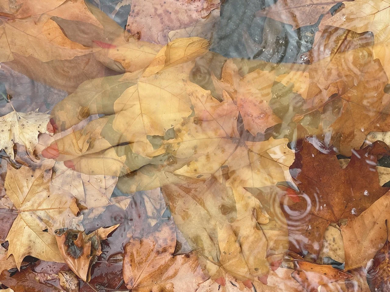 Enkelis, Liane -- My Mother's Hands.jpeg