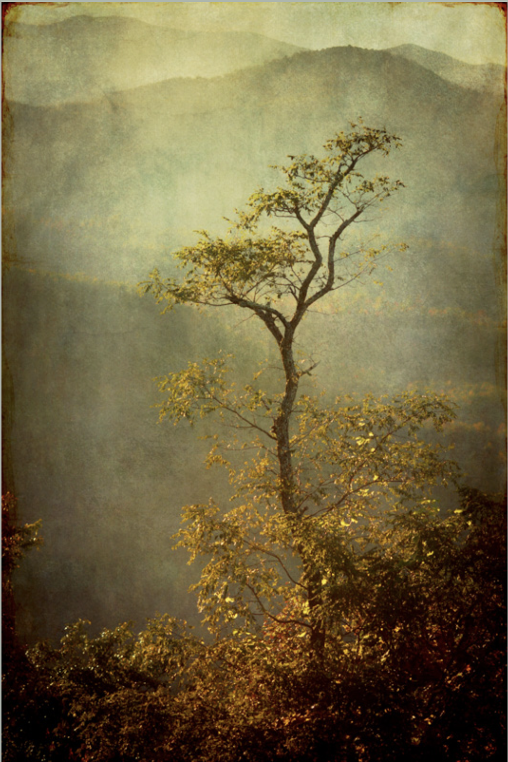 "Locust, 2016" by Wendi Schneider