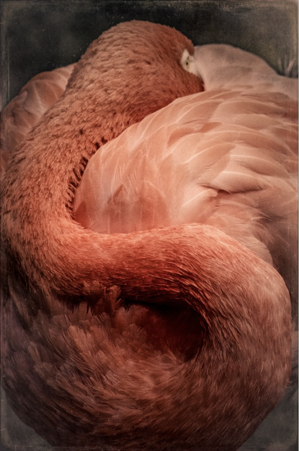 "Flamingo, 2012" by Wendi Schneider