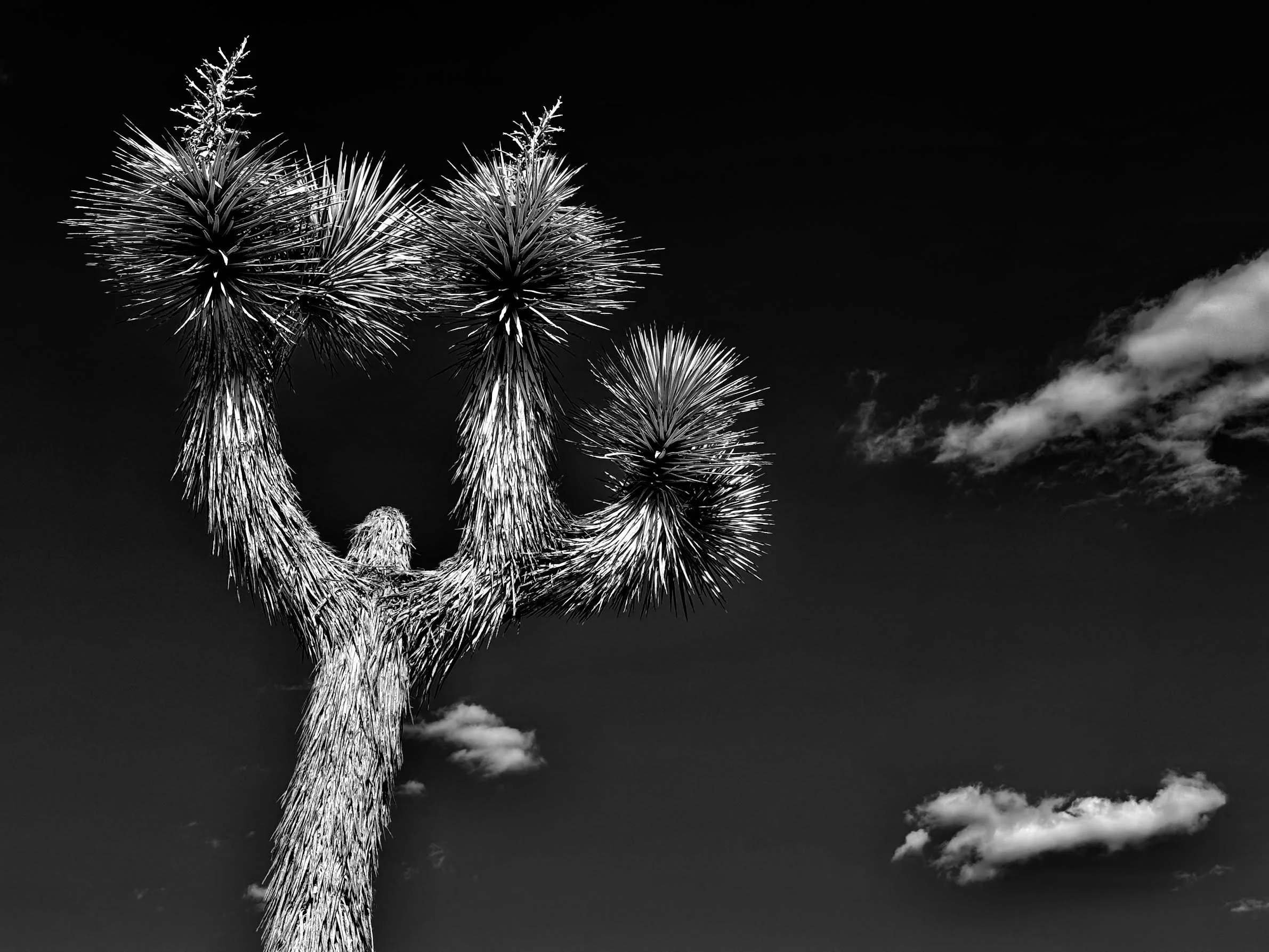 "Stirring In Their Dreams" by Lisette Bourne
