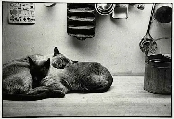 "Cats" by Liane Enkelis