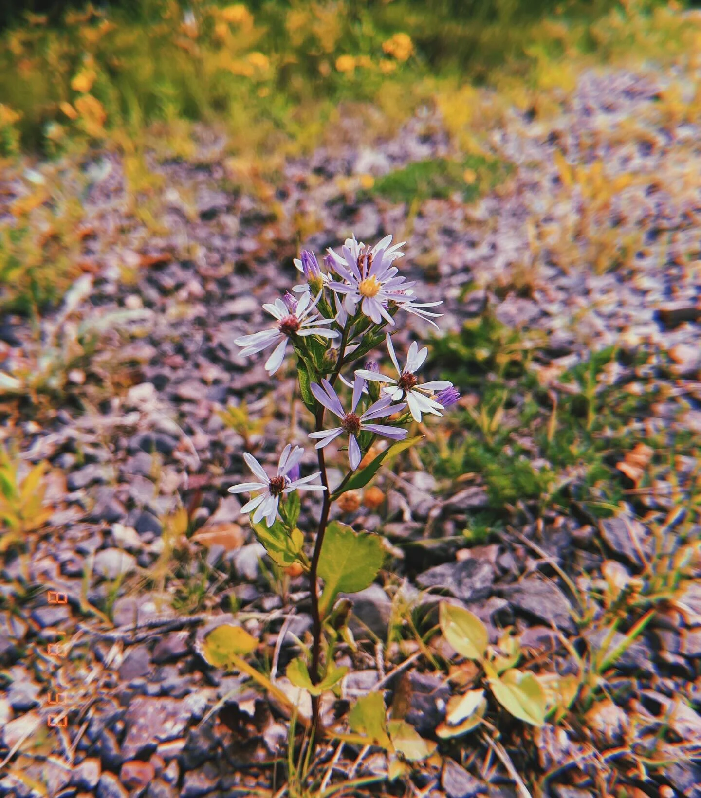 summer summary :: august 2023. 

&bull; still camping, biking &amp; lake dippin&rsquo;.
&bull; many hikes with pals &amp; Josie. 
&bull; a two-full-moons month, capped off with a night on the big lake&rsquo;s shore as the super blue moon rose. 

[del