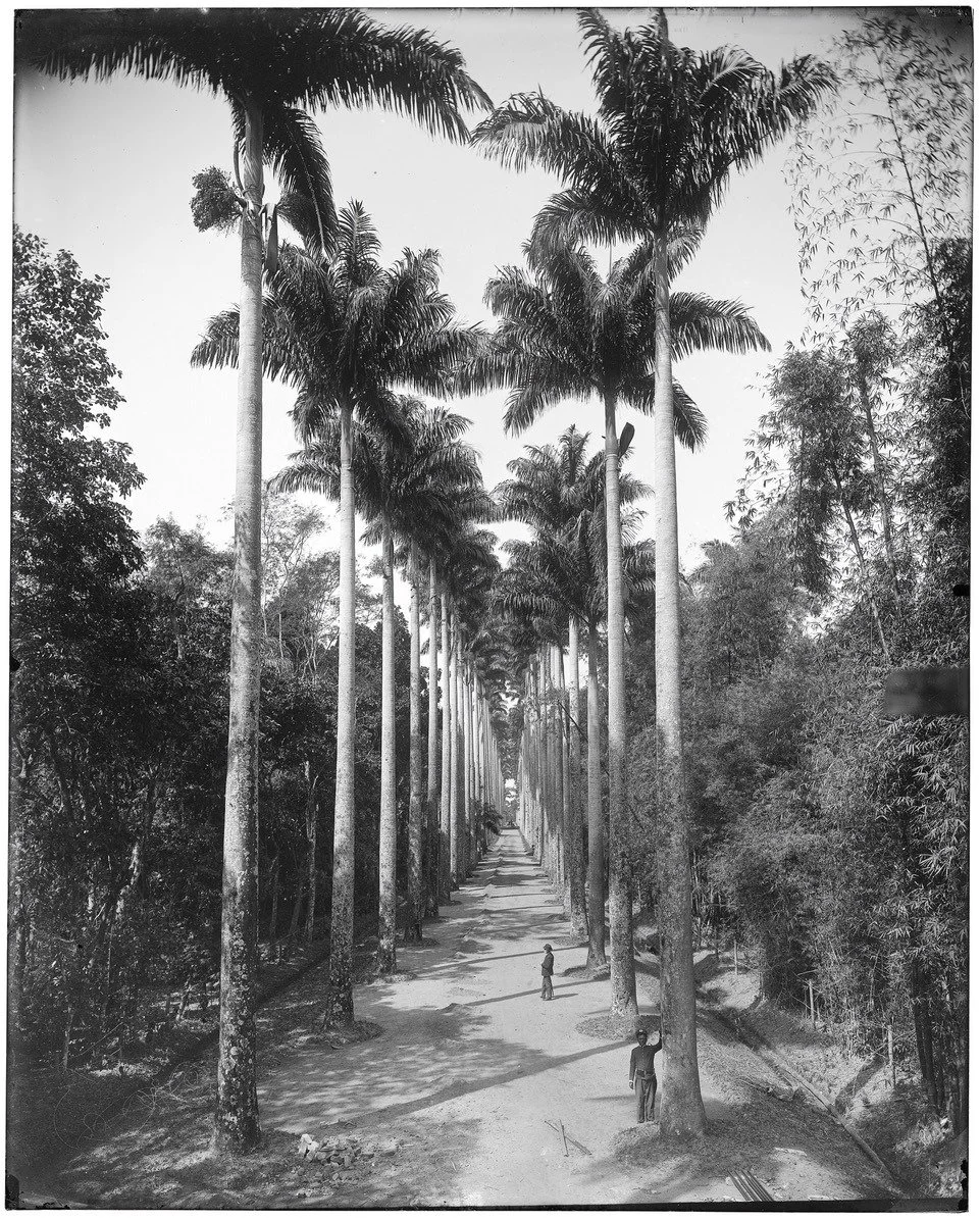 Alameda de Palmeiras by Marc Ferrez. Rio de Janeiro Botanical Garden 