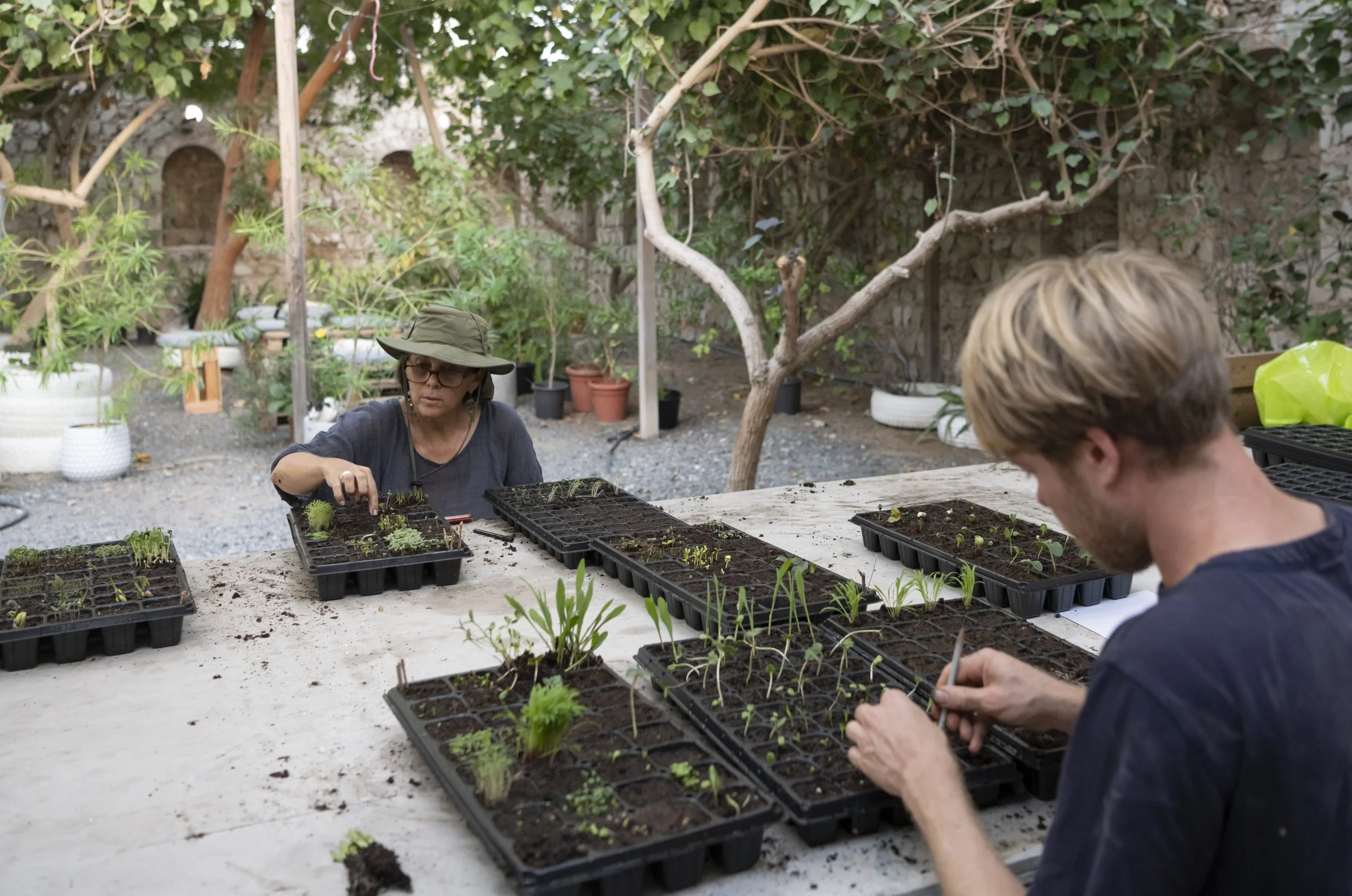Two people gardening, planting seedlings in trays on a table outdoors, surrounded by plants and trees.