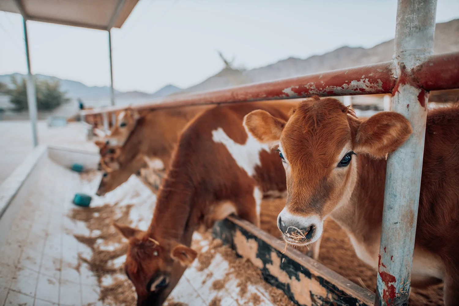 Farm — Rumailah Farm