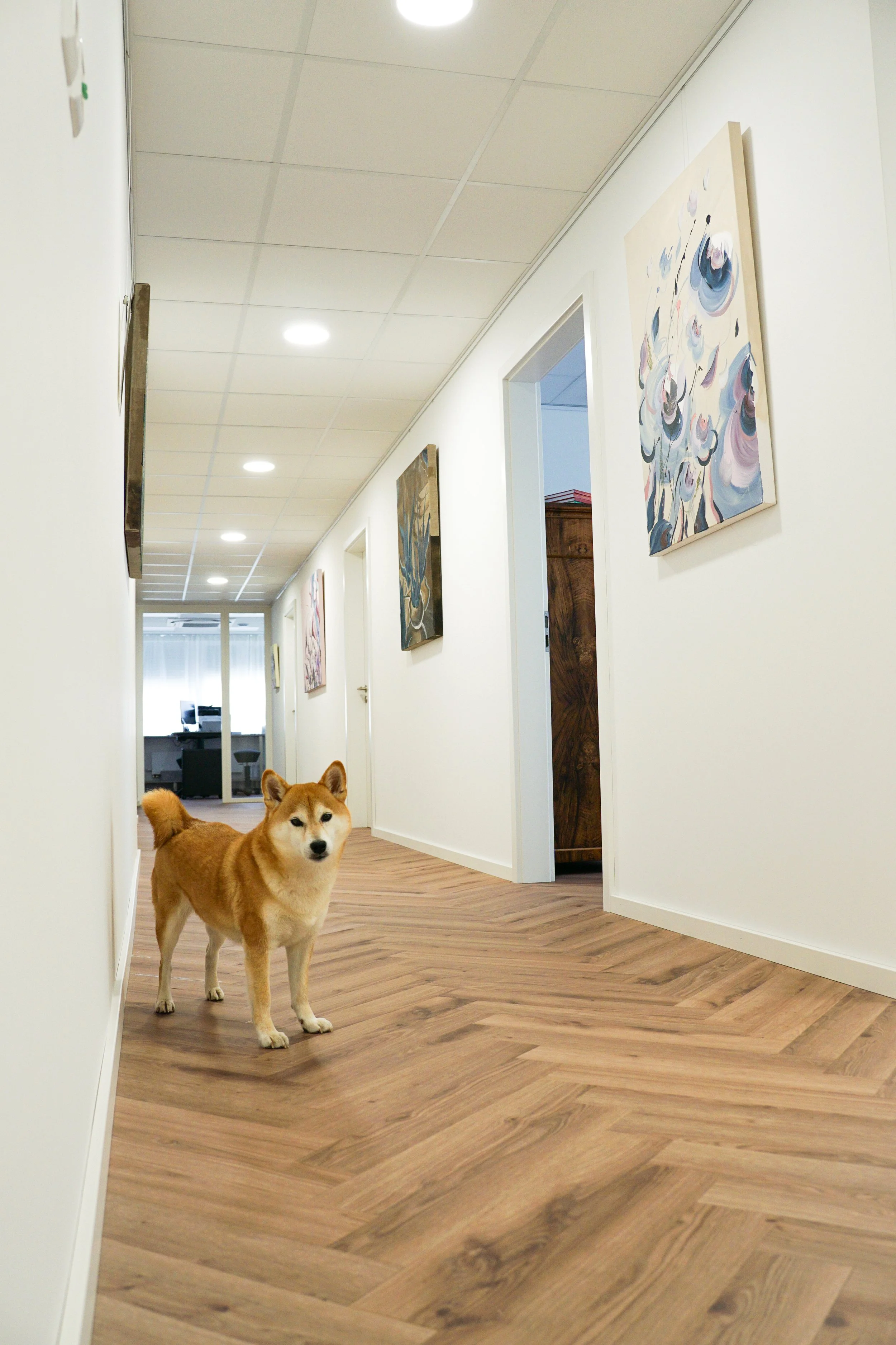 Der kleine Bürohund 