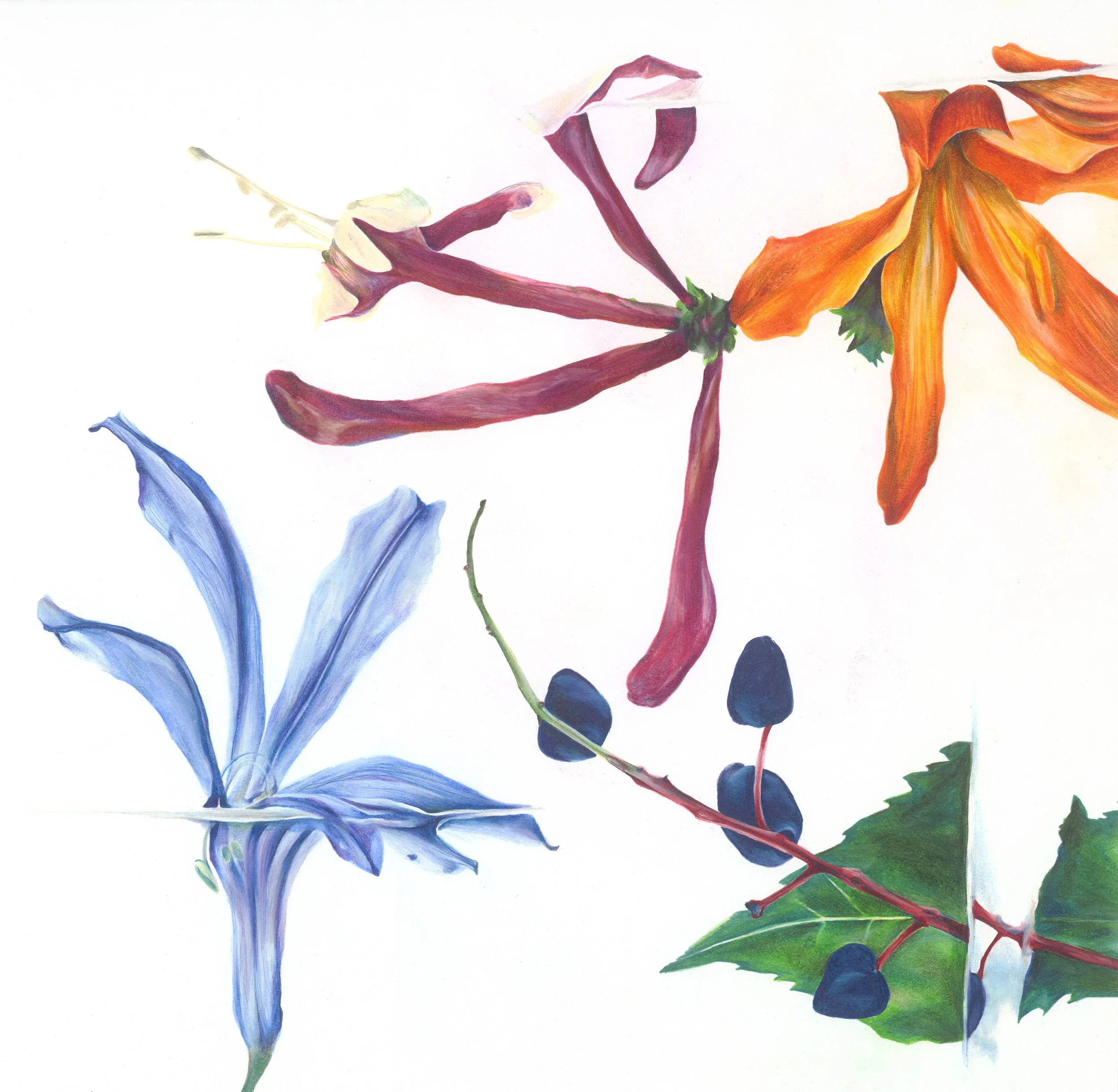 Blue Berry, Watercolour pencil, 2016