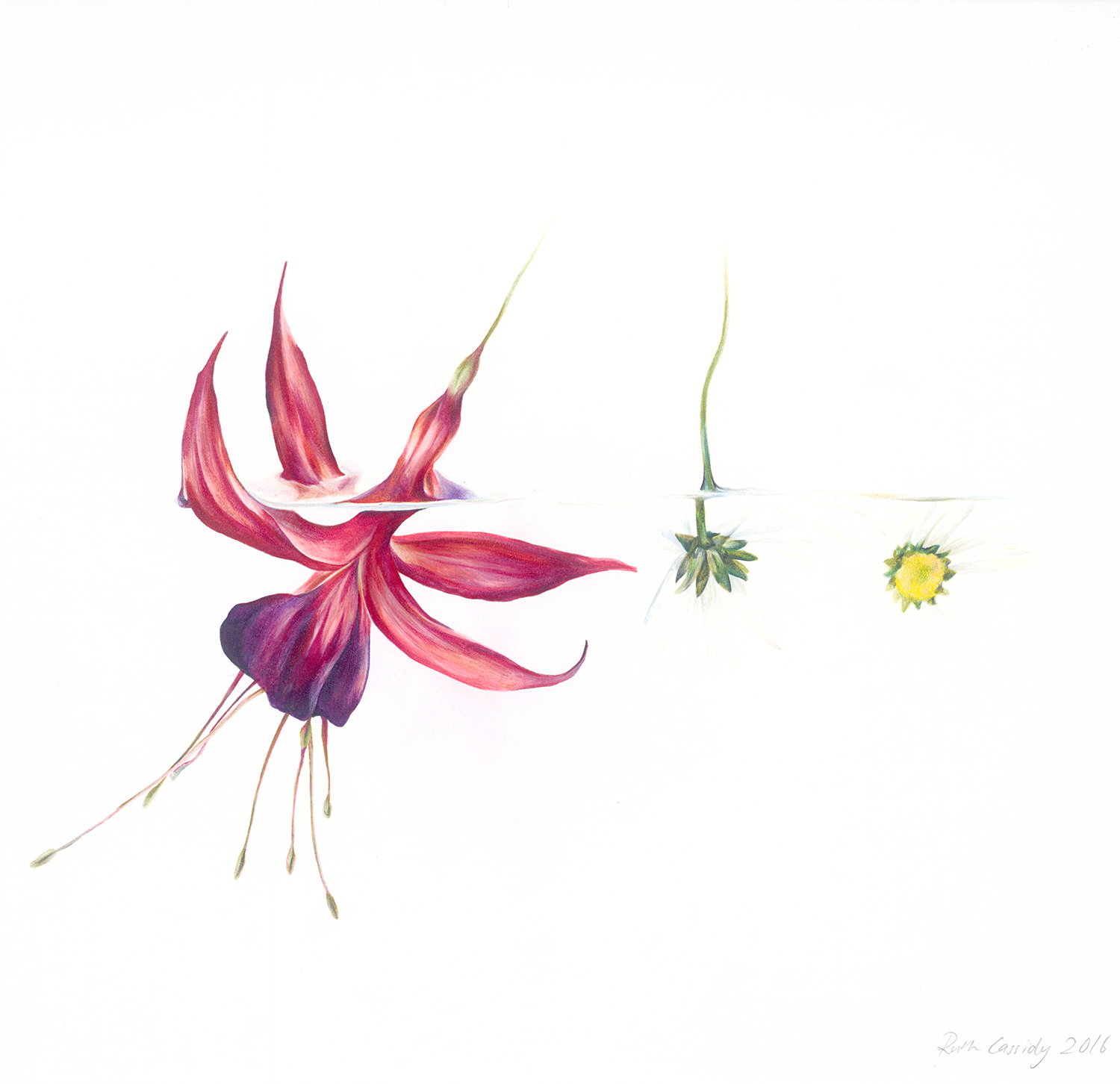 Floating Trio, 2016, Watercolour pencil