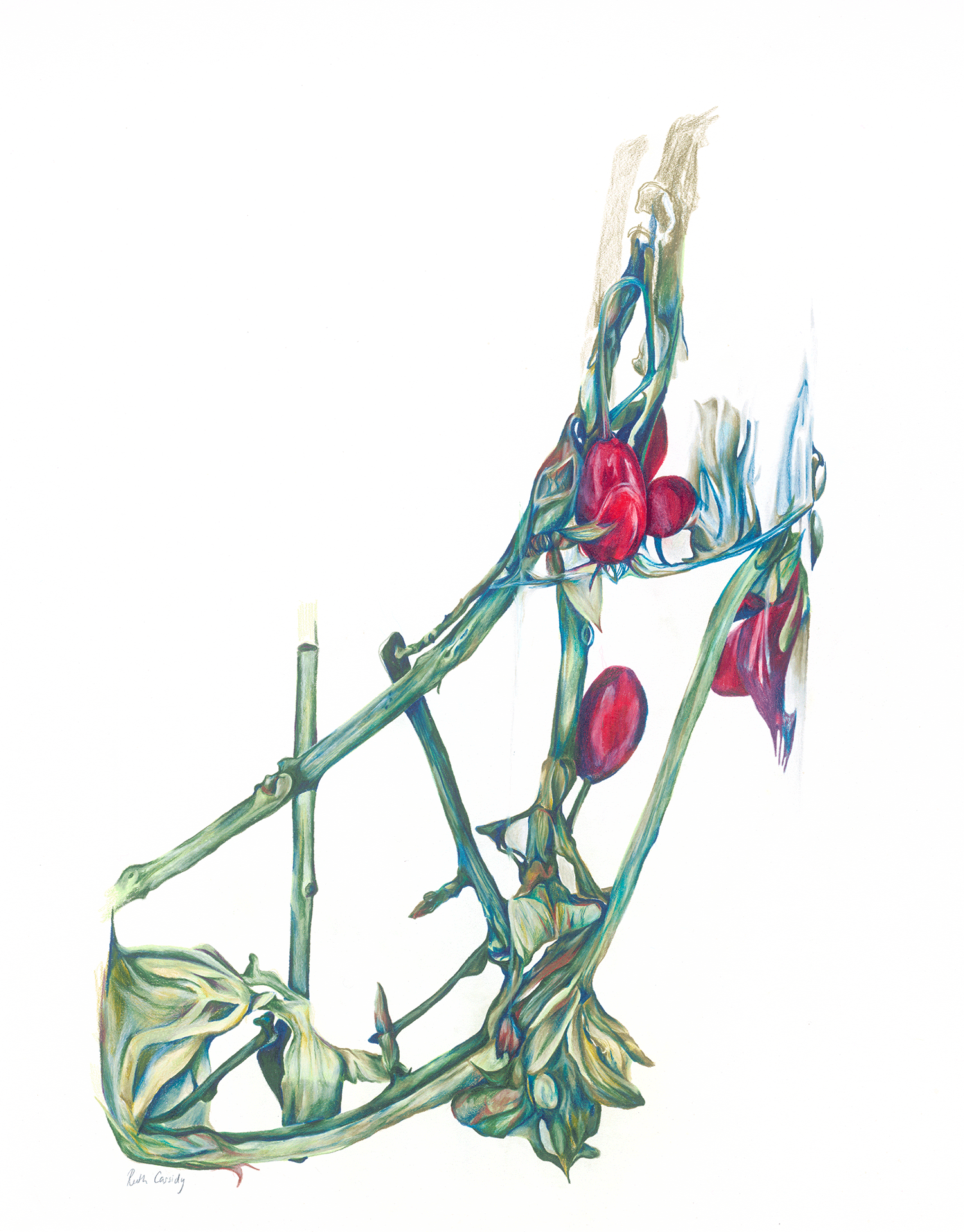 Red Berry, 2016, Watercolour pencil