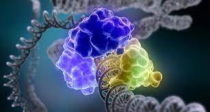 DNA repair.jfif