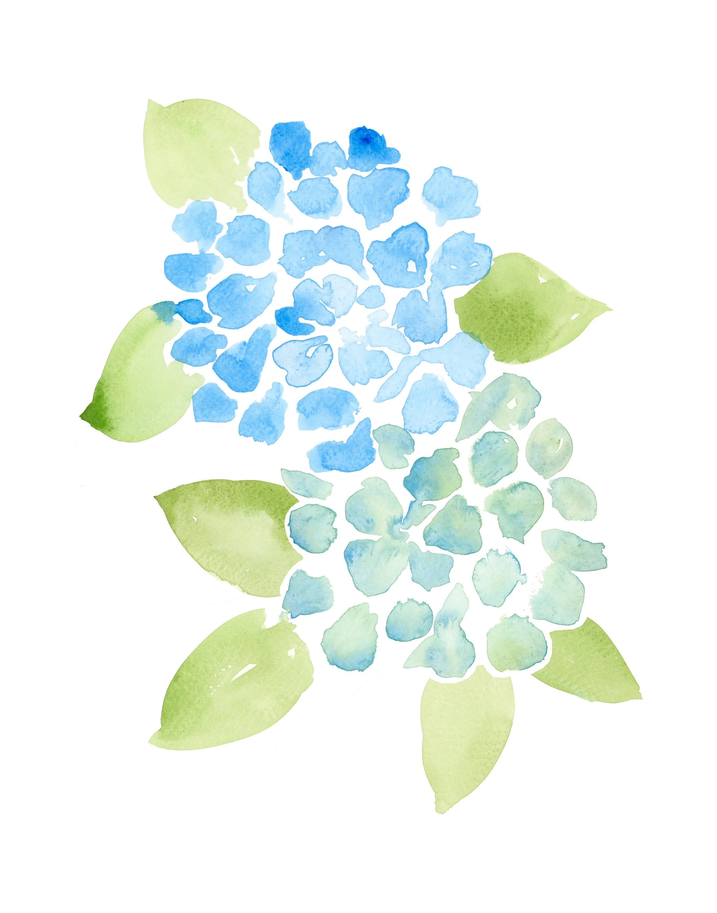 hydrangea blue with leaves 11 x 14.jpg