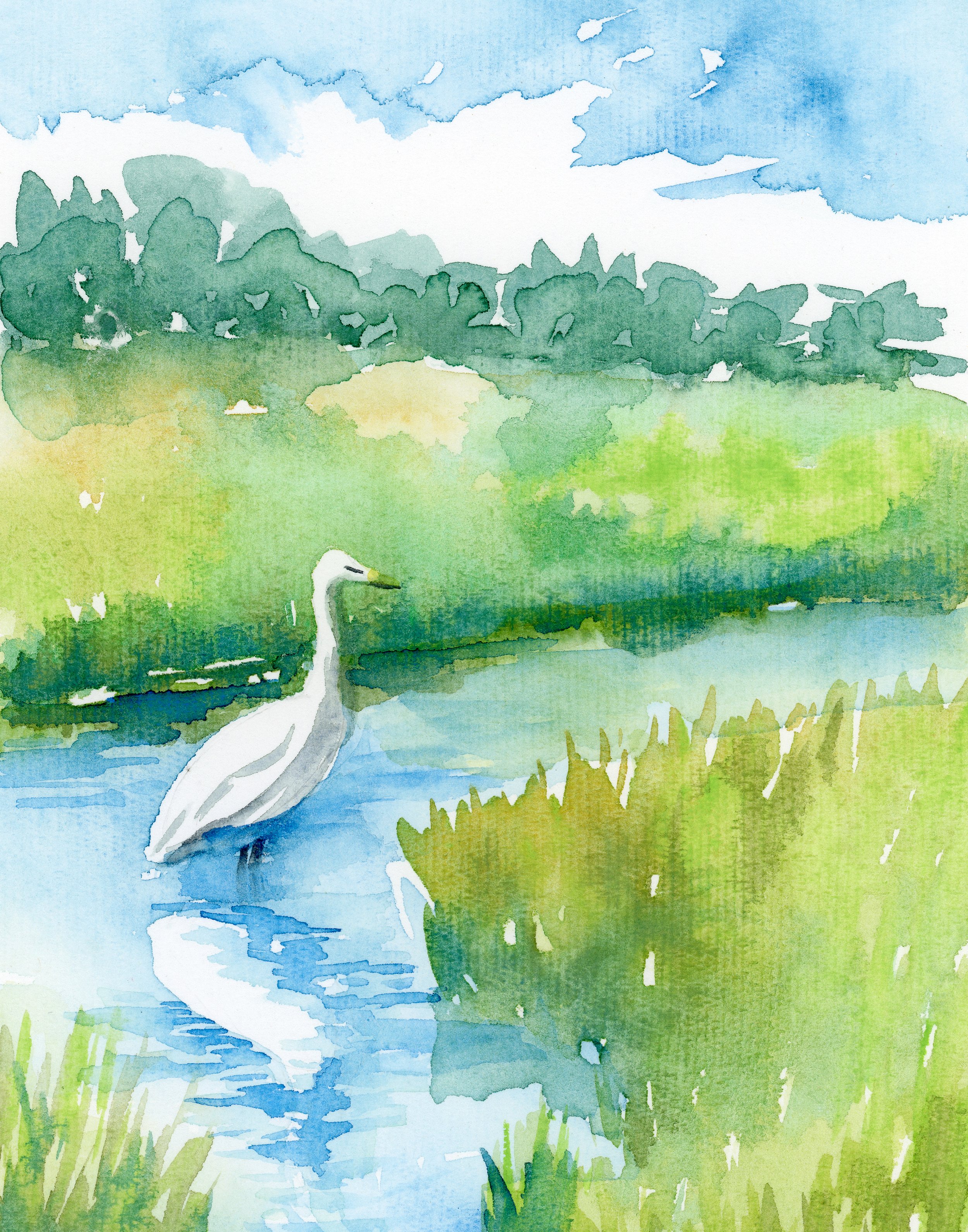 Kiawah bird.jpg