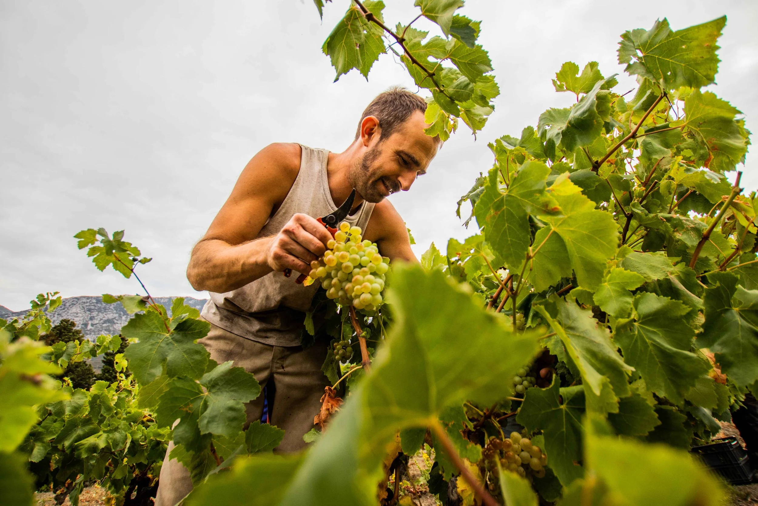Domaine La Bancale