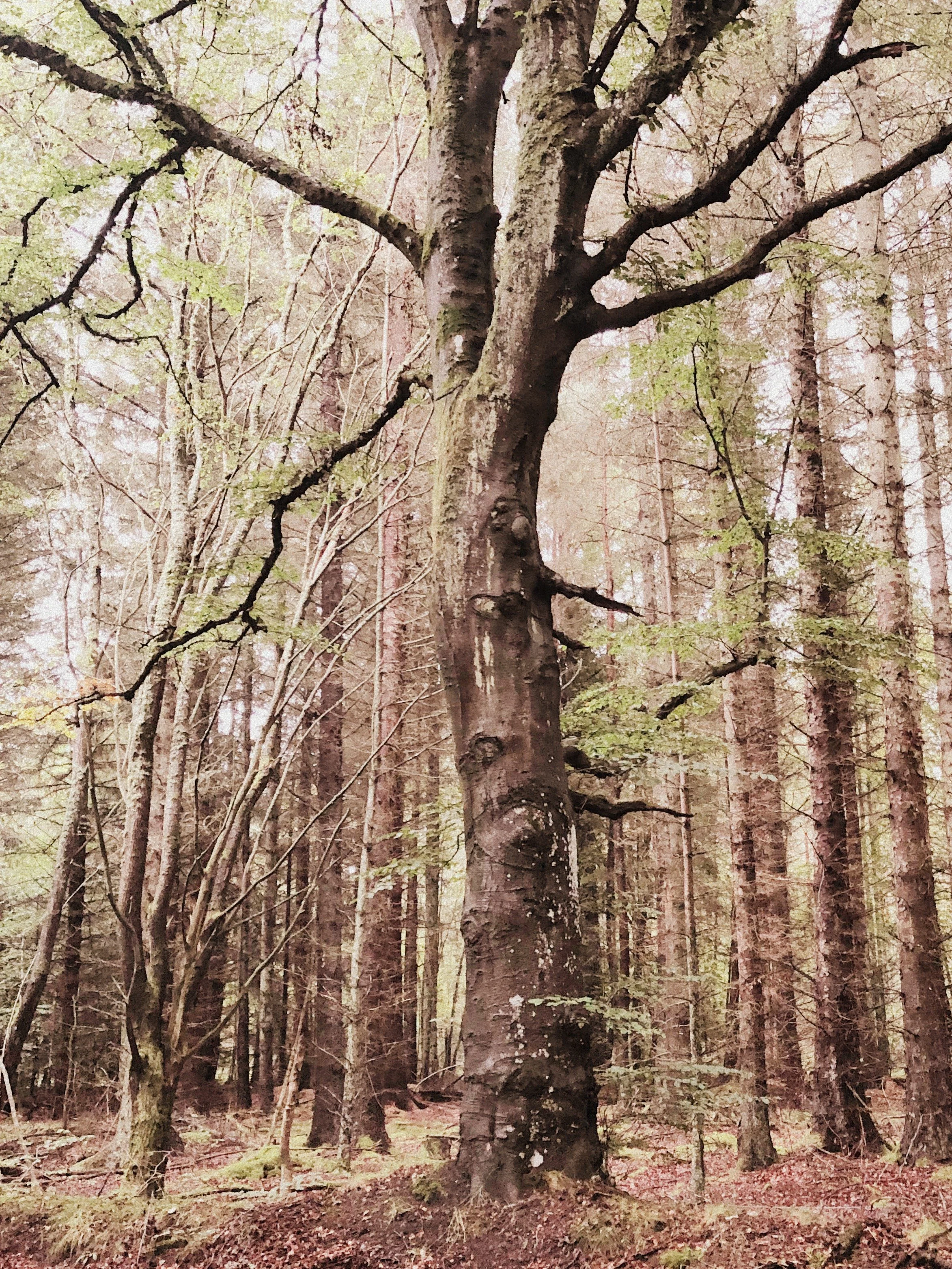 Tree backround test.jpg
