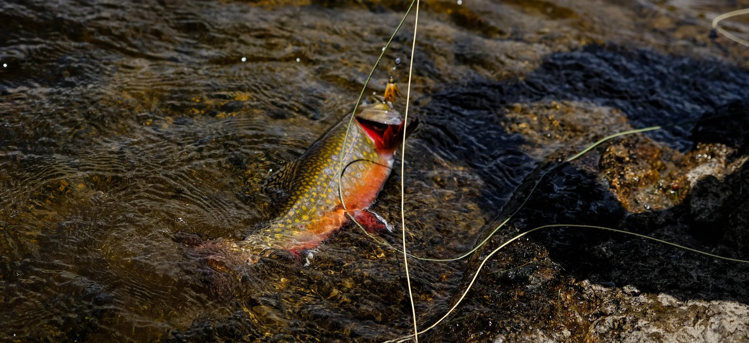DSCF5669.jpg