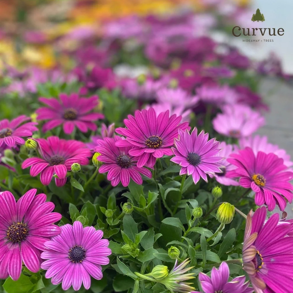 Garden Center + Greenhouses at Curvue Tree Farm + Gardens Eau Claire