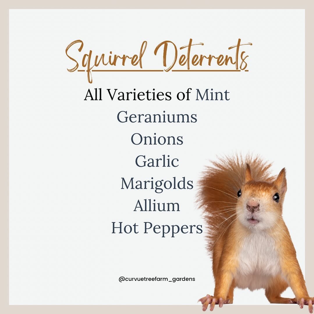 These are not fool-proof methods, but worth a try if you have pesky, uninvited squirrels in your yard! You can also spread crushed red pepper around your yard or garden. 

#squirreldeterrent #pestcontrol #protectyourgarden #gardensolutions #curvuetre