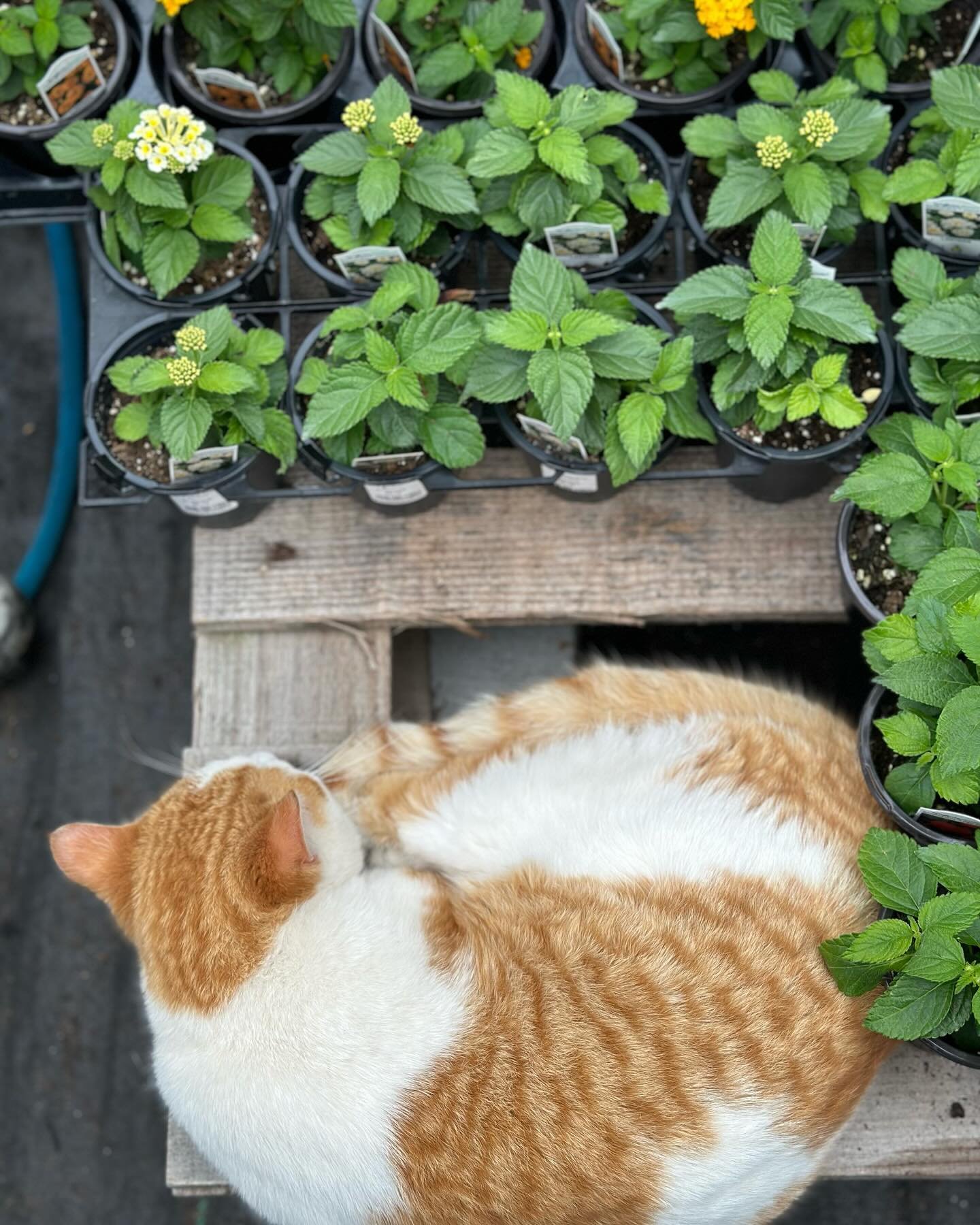 Even Thumbs likes the warmth of the greenhouse on these cooler days! 

#greenhouse #farmpets #curvuetreefarmandgardens