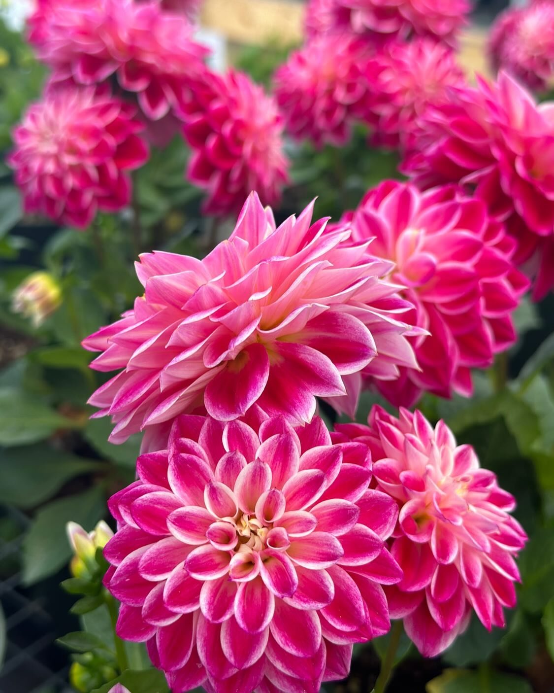 Oh Dahlias! 🤩 No, we cannot get enough of them! 

#dahlia #curvuetreefarmandgardens #grownhere