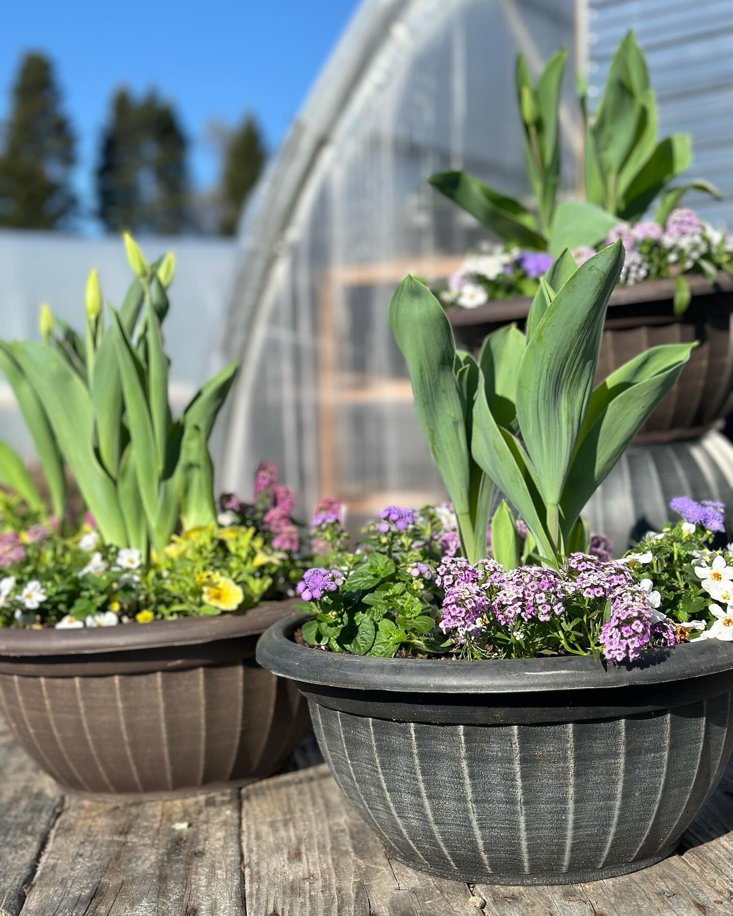 Check out these adorable Tulip Planters! 

#springplants #tulips #curvuetreefarmandgardens