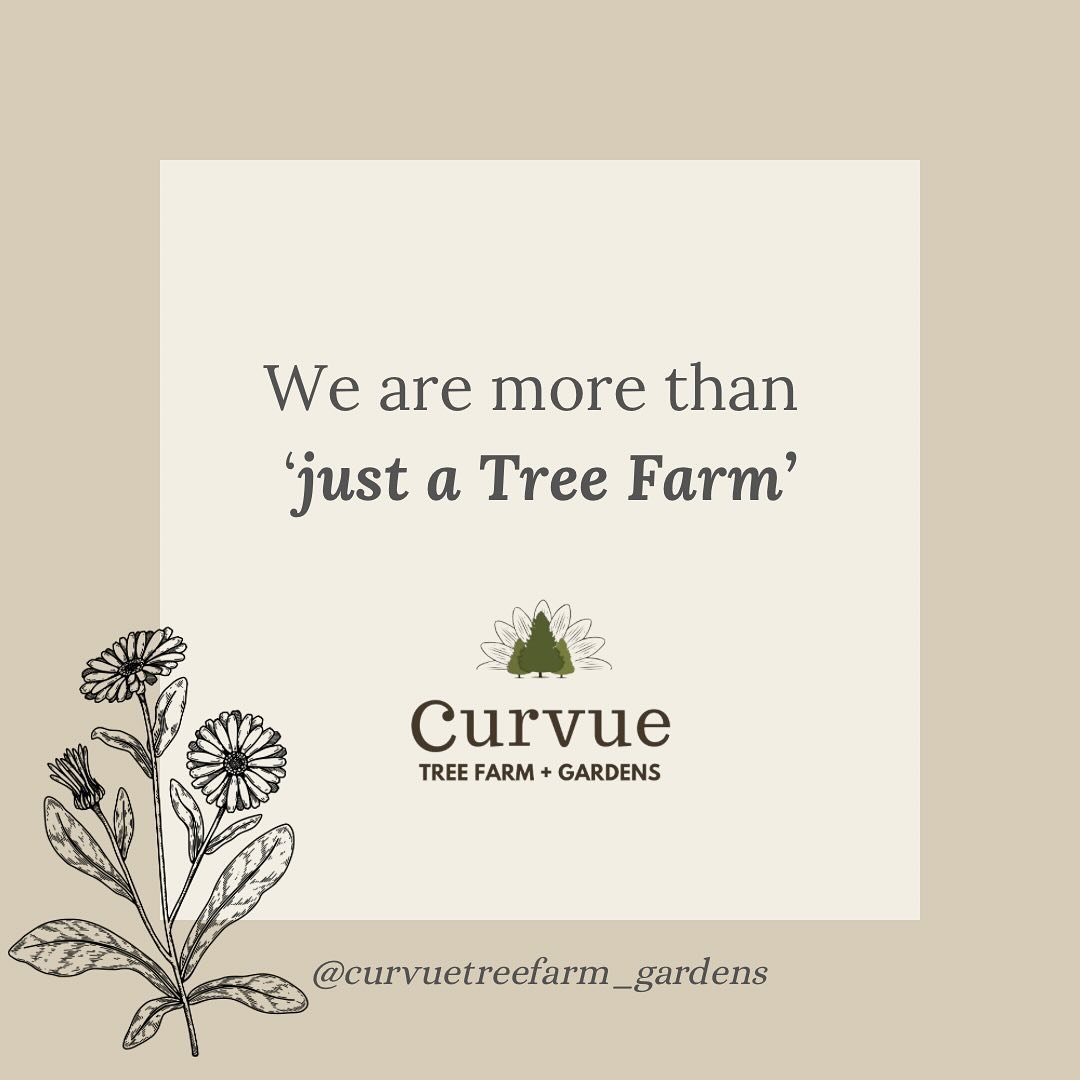 We aren&rsquo;t &ldquo;just a Tree Farm&rdquo; anymore. We are so much more! 

#curvuetreefarmandgardens #curvuegiftshop #curvuetreefarm #curvuegardencenter #curvueharvestbox #curvuekidsacademy #eauclairewi #curvuecurbappeal #curvueflowerfarm #flower