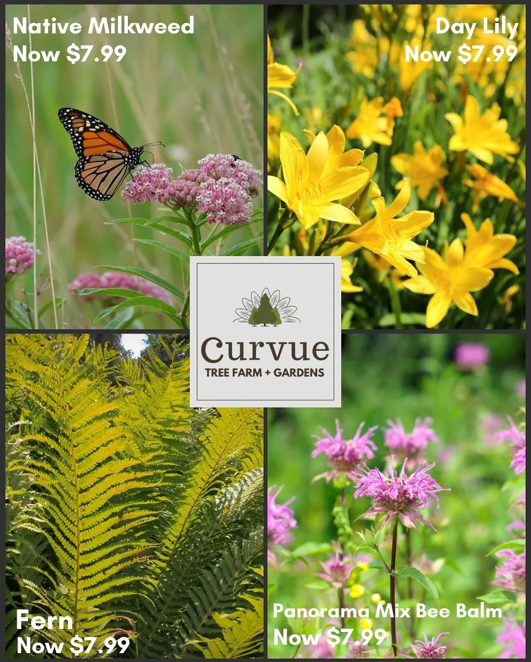 Other special offers available! These prices are available through Saturday! (These pictures are to show the maturity of each plant.) We close the doors for the season on Sunday. 

𝐈𝐟 𝐢𝐭'𝐬 𝐧𝐨𝐭 𝐥𝐢𝐬𝐭𝐞𝐝 𝐛𝐞𝐭𝐰𝐞𝐞𝐧 𝐭𝐡𝐢𝐬 𝐩𝐨𝐬𝐭 𝐚?