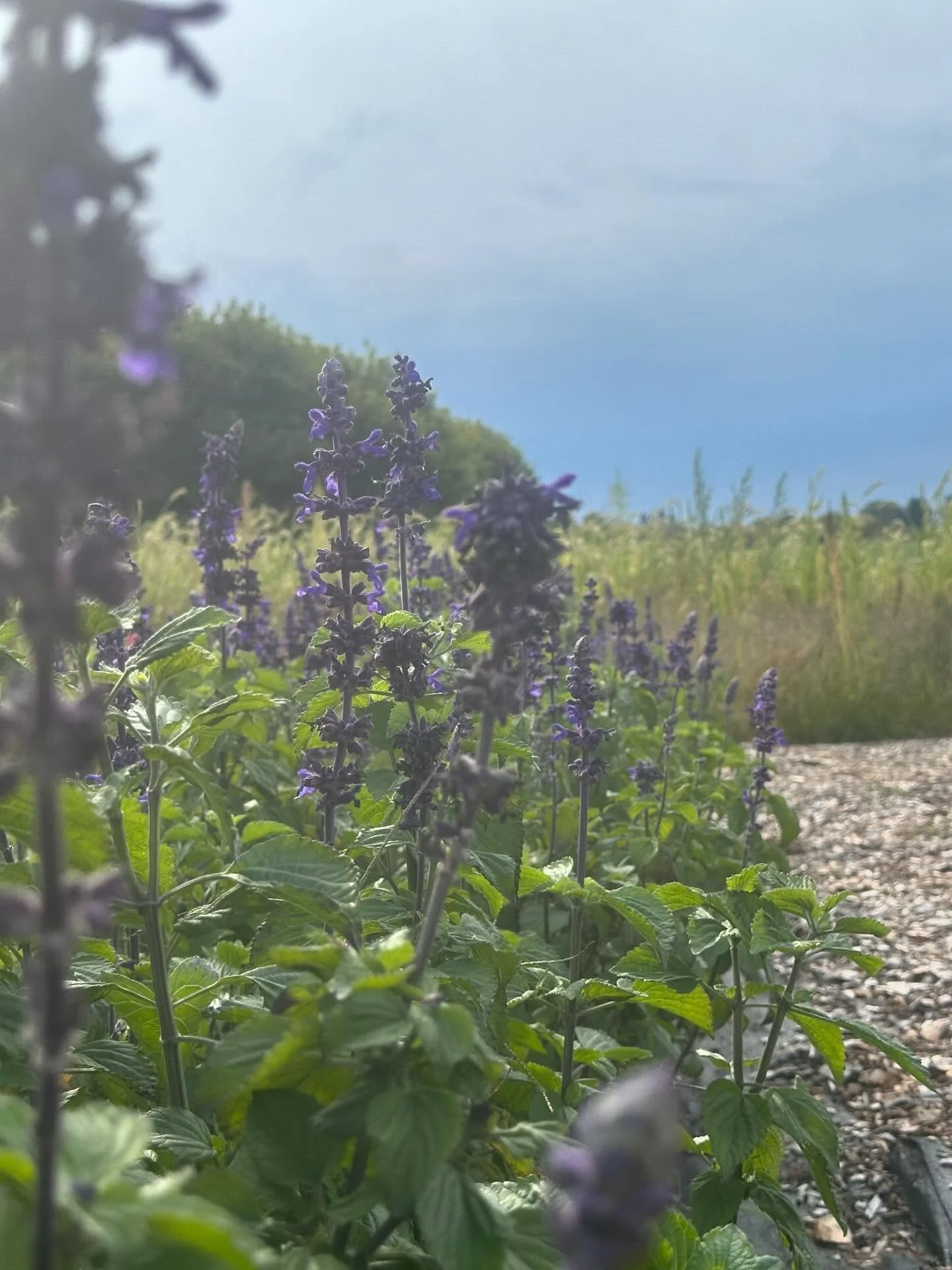 Thank you to those who came + especially those who endured the rain to cut flowers! We&rsquo;re looking forward to enjoying a field of flowers again next year! 🫶🏻

#flowerfarm #upickflowers #upickflowerfarm #upick #upickfarm #eauclaire #curvueflowe