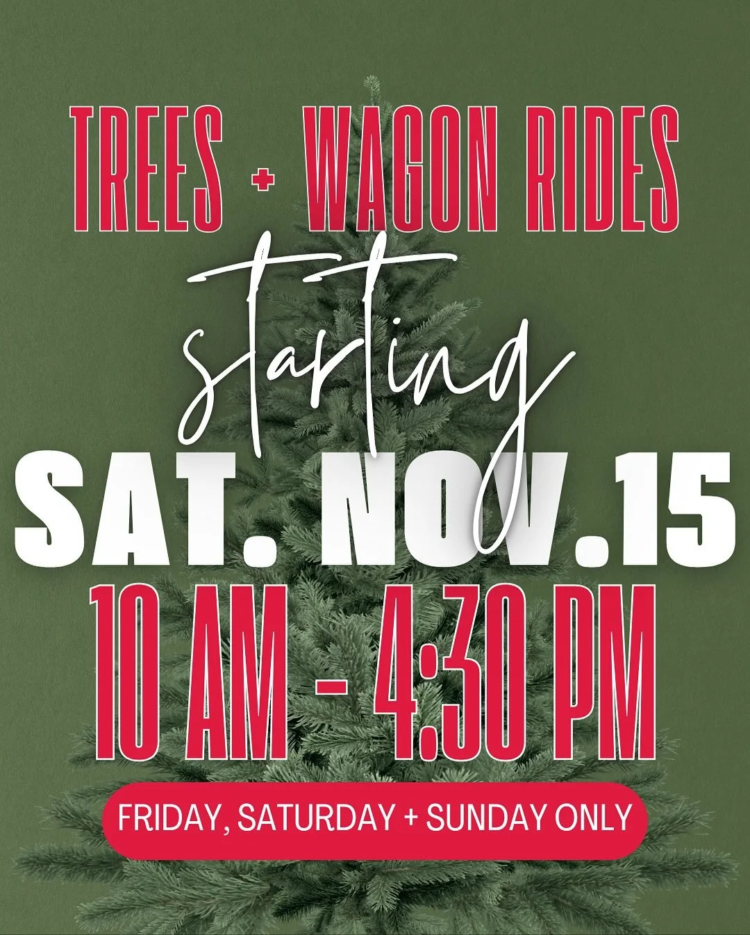 We will begin tree sales this weekend! Open Hours: Friday + Saturday 10am-6pm &bull; Sunday 11am-4pm

🌲 Pre-Cut Trees will be available just behind the Gift Shop. Due to staffing, Pre-Cut Trees will also only be available Fri-Sun until Nov. 22. Afte
