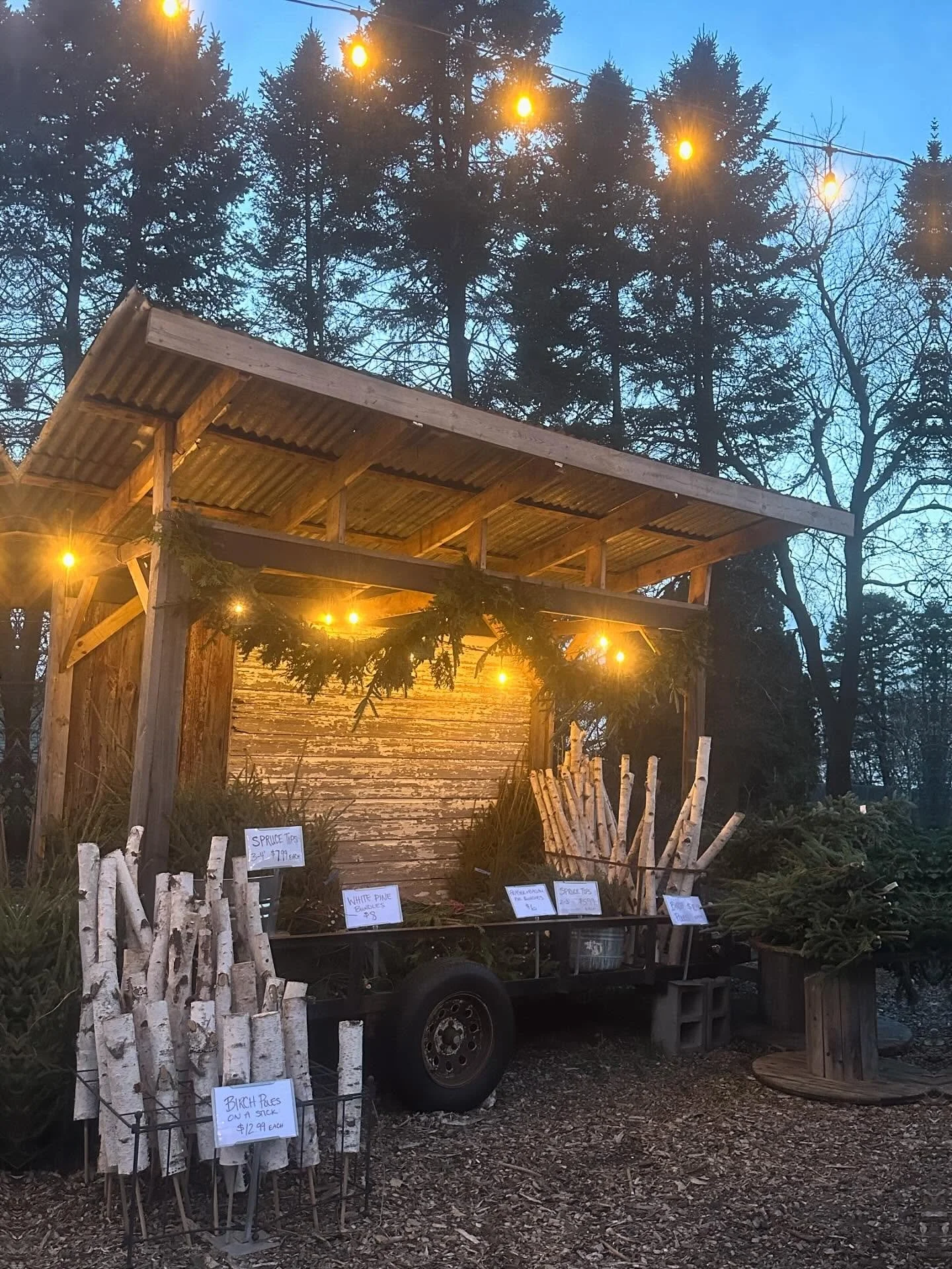 We&rsquo;ve got boughs, spruce tops, birch poles + more to do your own decor at home! 

BOUGH BUNDLES
Fraser/Balsam Fir: $6
Cedar: $8
White Pine: $8

SPRUCE TOPS
Spruce Tops: $5.99-$7.99/each 
Bundles available as well!

#curvuetreefarm #curvuetreefa
