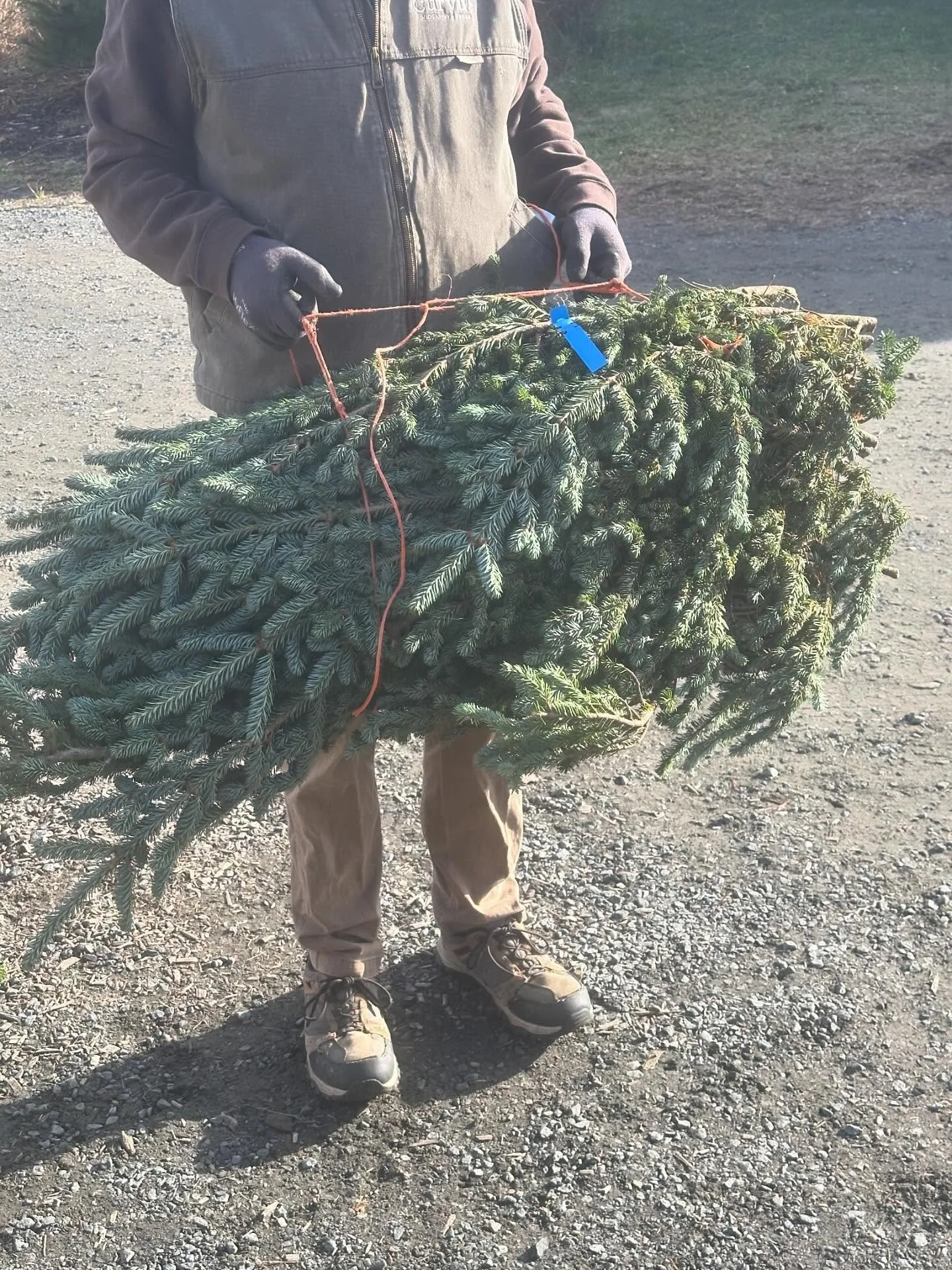 Are you looking to purchase boughs in bulk? We can help! Ask one of our staff members for assistance. 

#boughs #porchpots #greenery #curvuetreefarmandgardens #eauclaire