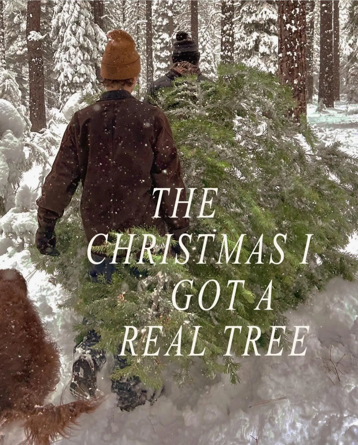 FUN POLL &bull; I&rsquo;m genuinely curious&hellip; did you get a real tree or get/use an artificial (fake) tree this year?