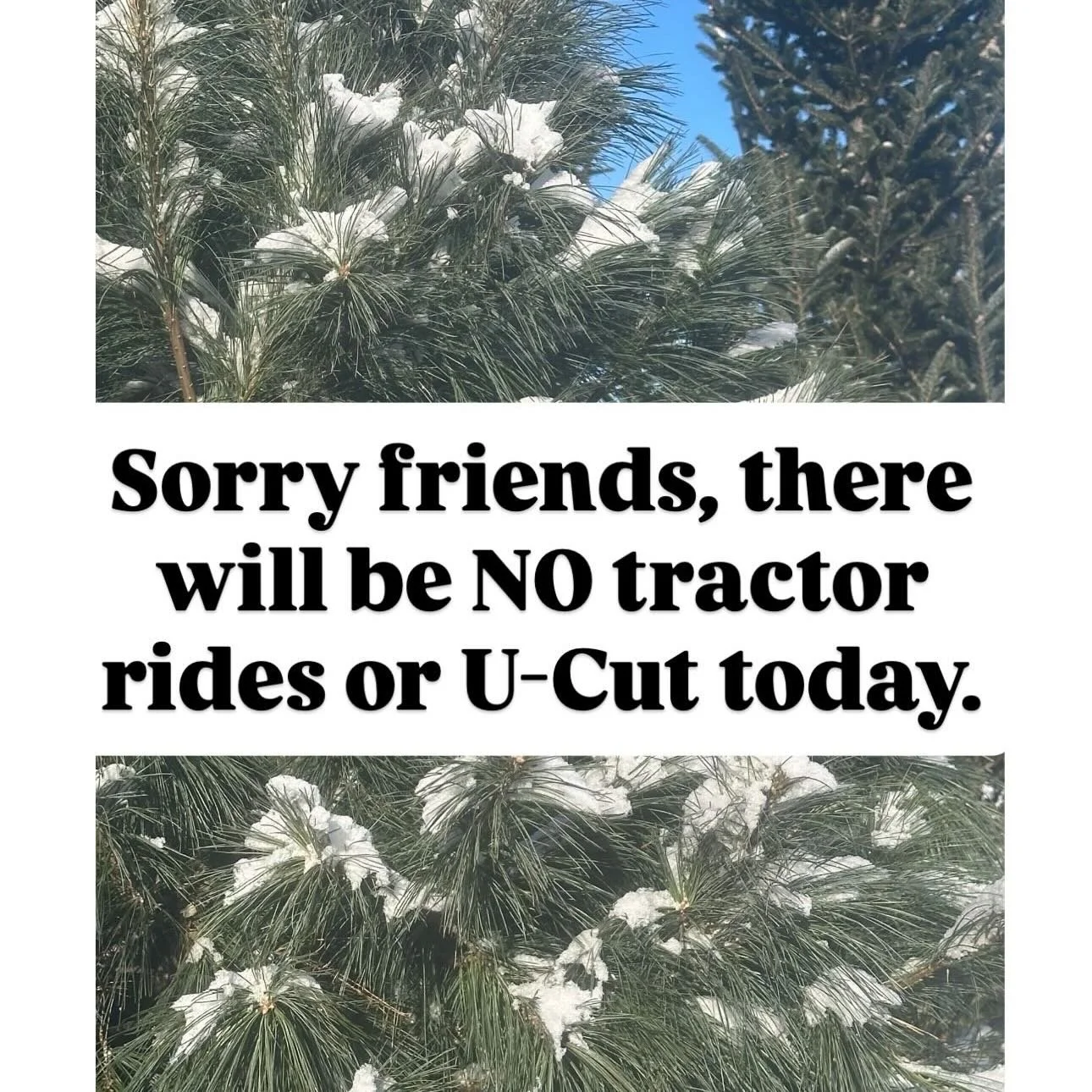Sadly, we will not be able to open U-Cut today or offer tractor rides. We are having problems with our tractor + the snowdrifts are too rough to get through. 
 😔  #ugh