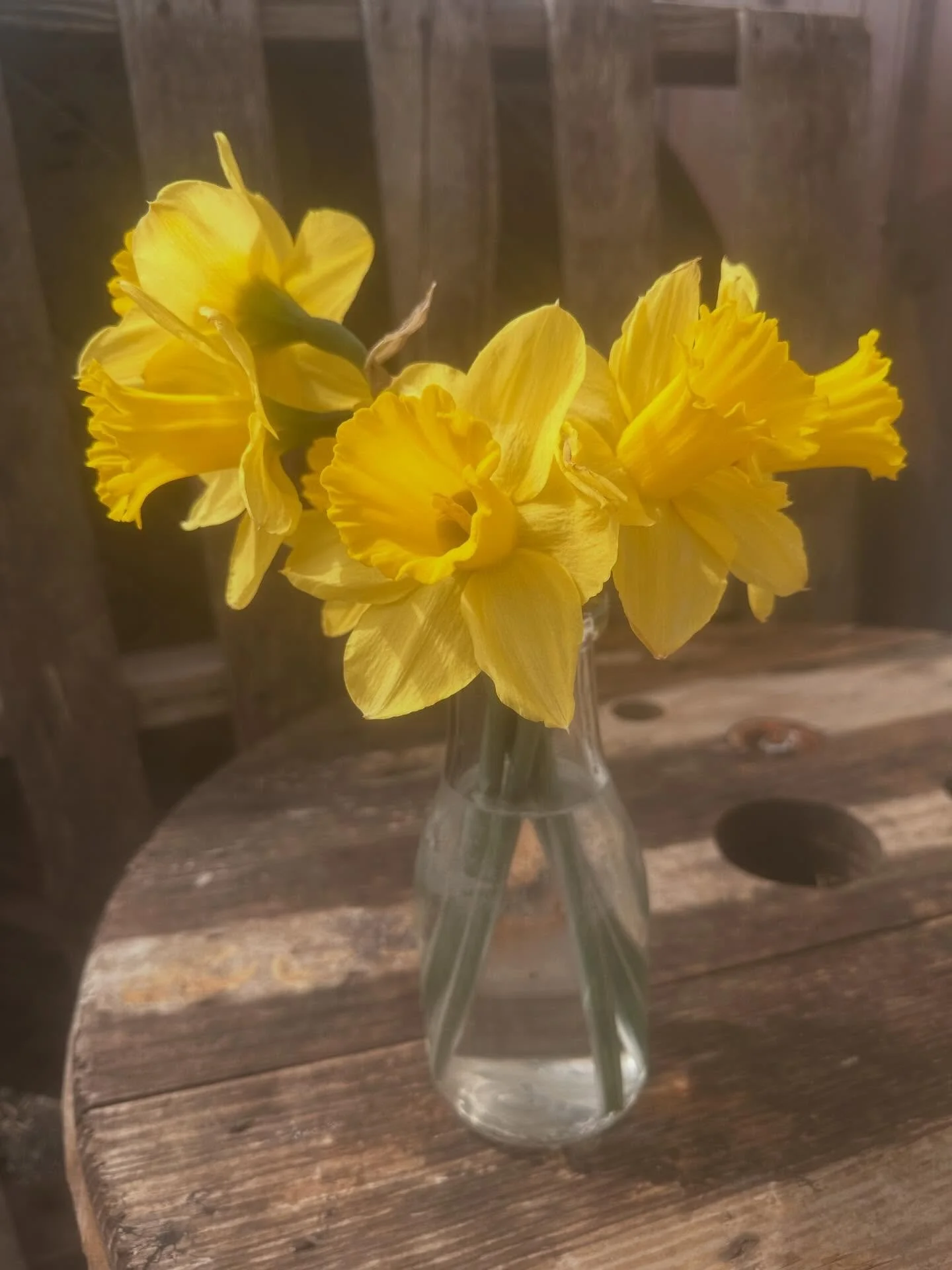 I have a couple fresh grab + go bouquets available in the Market! $10 each. 

#freshflowersbouquet #curvueflowerfarm #curvuemarket #freshfromthefarm #curvuetreefarmandgardens