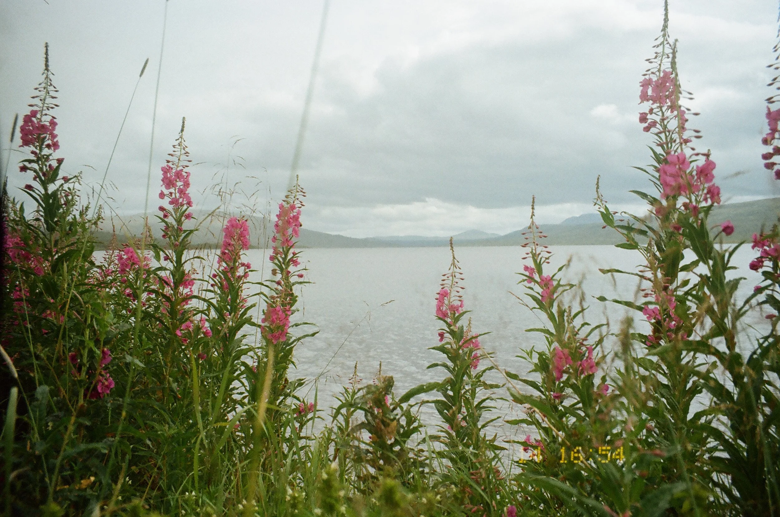 Pink wildflowers growing along the lakeshore with mountains and cloudy sky in the background.