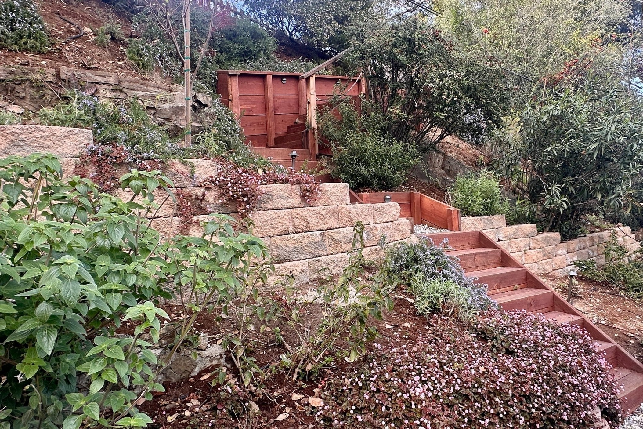 New redwood staircase and retaining terraces provide safe access up a steep San Carlos slope, framed by drought-tolerant shrubs and groundcovers.