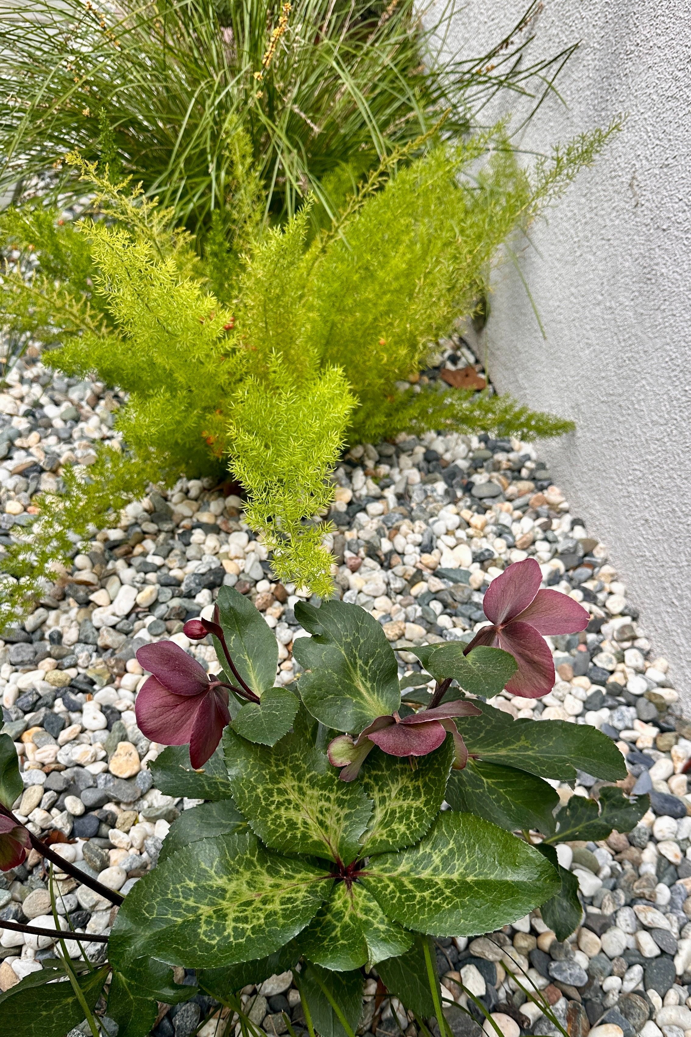 Helleborus, Fern, and Lomandra