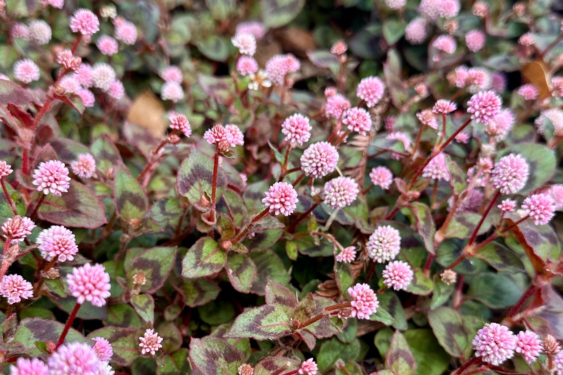Groundcover-Polygonum Capitatum