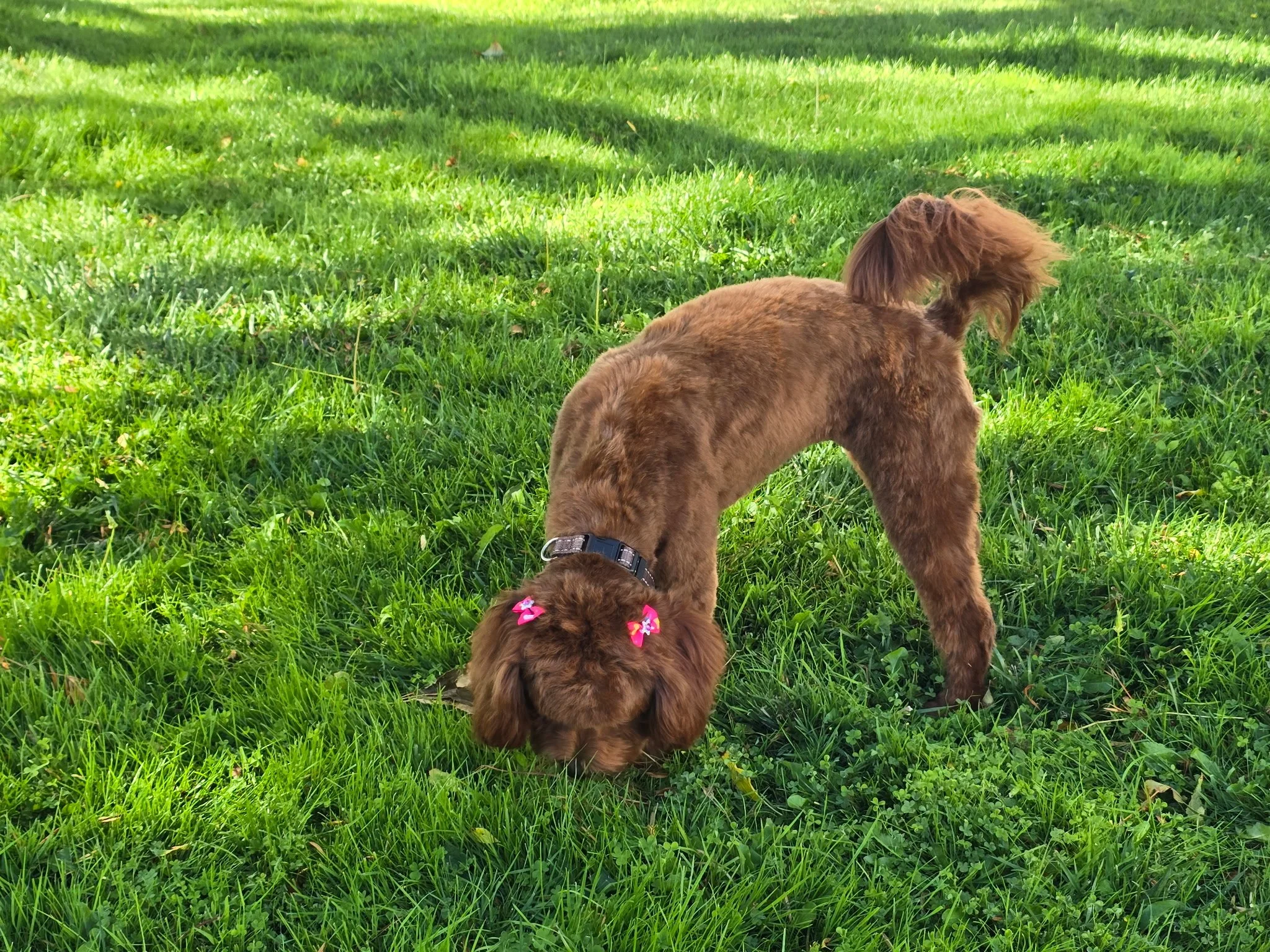What Is the Best Surface for a Dog Run?