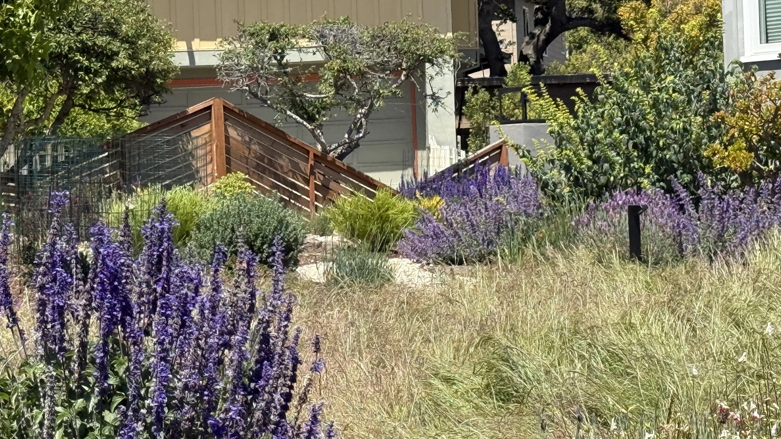Belmont, CA | Deer-Resistant English-Inspired California Garden Landscape Design