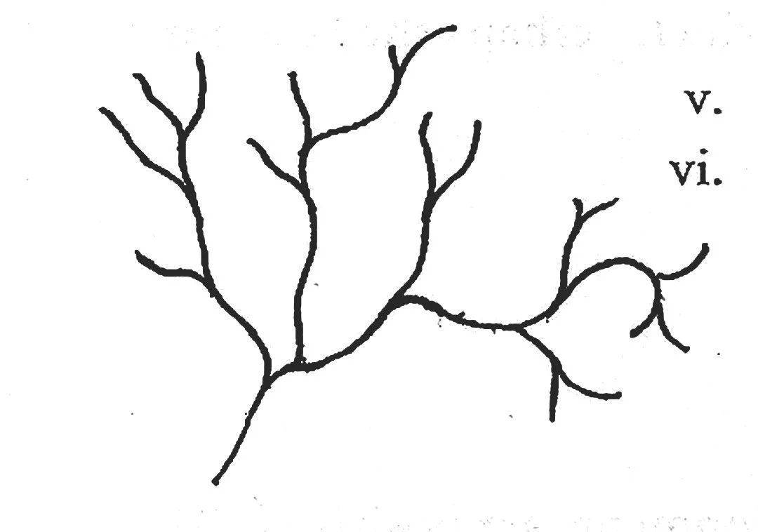 branch.jpg