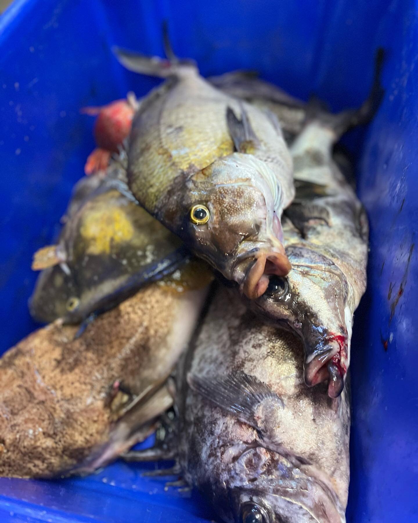 The boat has just arrived back in with a bounty of beautiful fresh fish ready to prepare for our cafe offering. Not only do we operate a waterfront seafood cafe, Marcus our cafe co-owner is a commercial fisherman catching from the very ocean you have