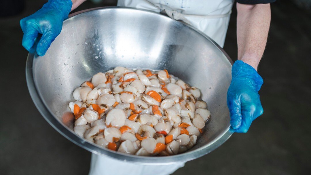 Nothing says winter like new season fresh Tasmanian scallops, this year they are literally being fished off the East Coast of Tasmania, the biggest, juiciest, plumpest scallops we have seen in years.  Perfect in a light curry sauce or simply pan frie